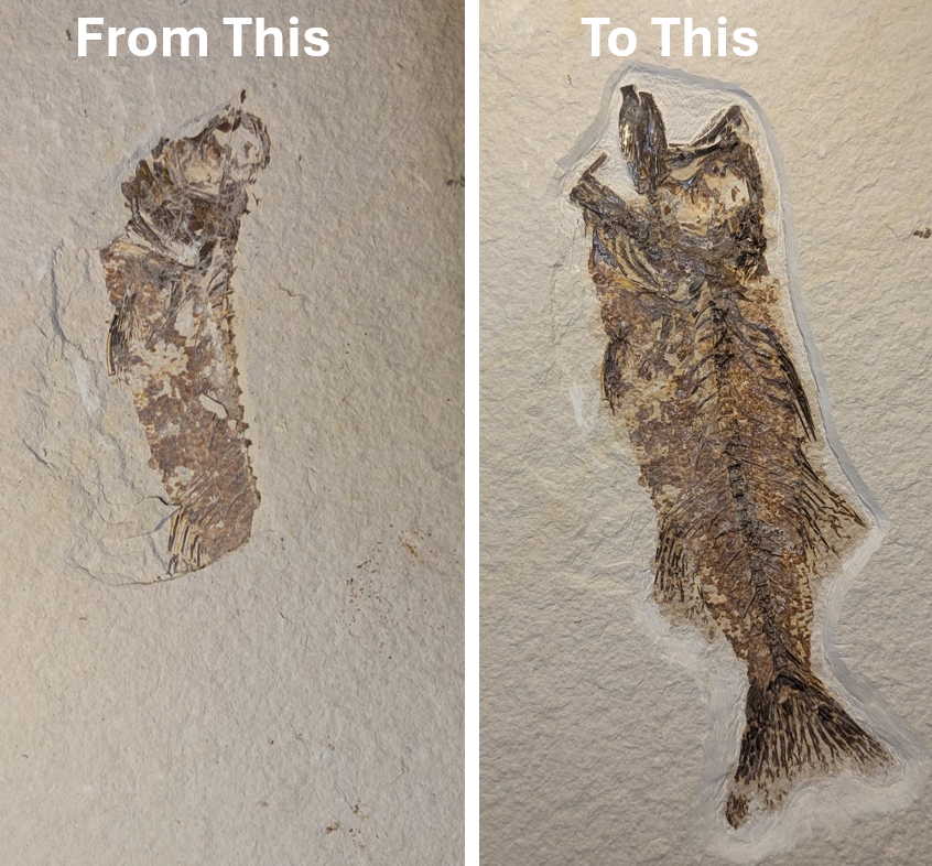 Fish Fossil Preservation Demonstration