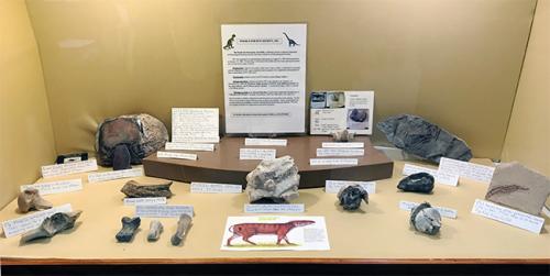 Fossils for Fun Display